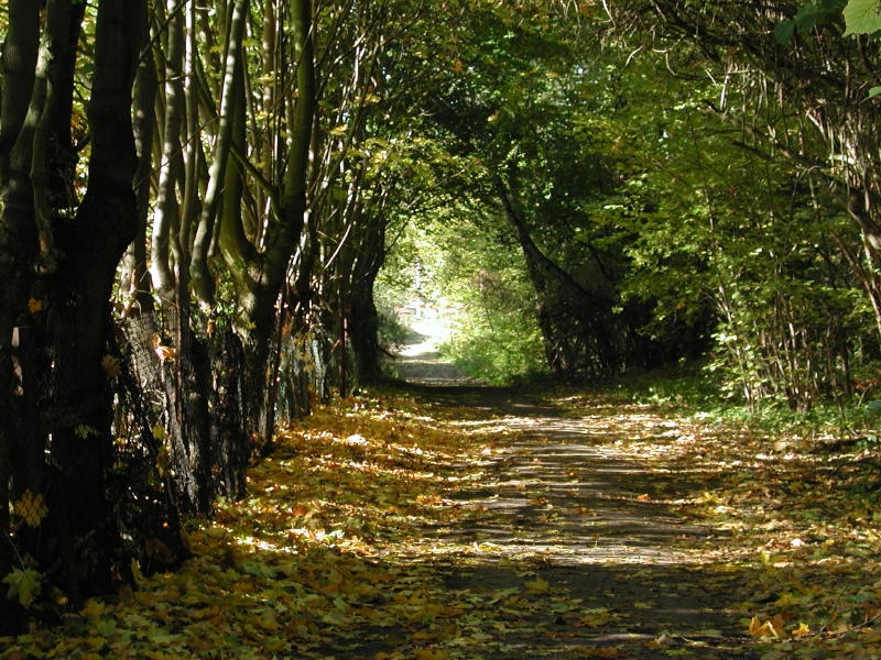 Heuweg