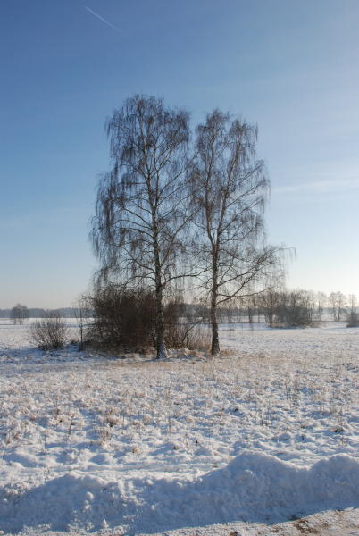Die Posentsche