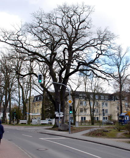 Wappeneiche